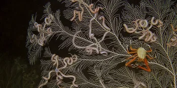 Corales de aguas profundas