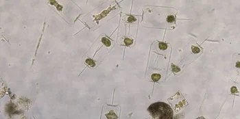 Plancton del Mar del Norte