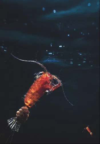 Copepode Paraeuchaeta sp.