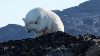 Oso ártico en Baffin-Bucht, Canadá