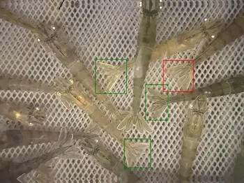 Detección temprana de estrés en gambas