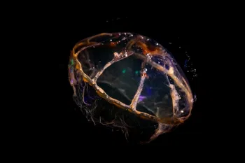 Hydrozoan Sminthea arctica