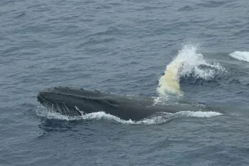 Soplido de una ballena jorobada