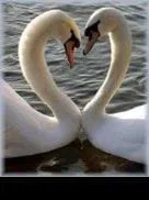 Cisnes de prêt-à-porter                                                                                    