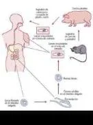 ¿Por qué no las 'vacas locas'?.  Apuntes sobre 'las  chuletas de  Mozart'                                  