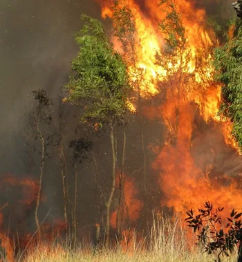 Deforestación por fuego en la Amazonia
