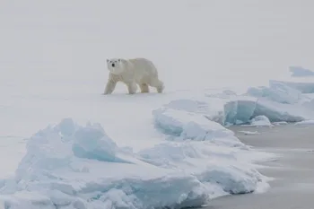 Oso polar avistado por la expedición ArcWatch