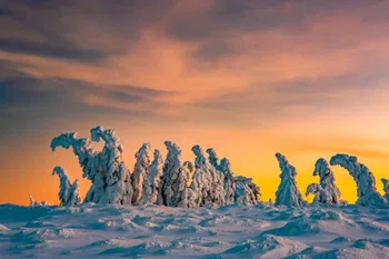 Monstruos de nieve en las montañas Karkonosze