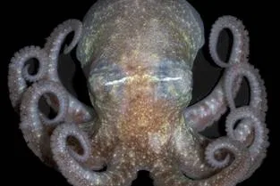 Pulpo antártico (Paraledone turqueti)