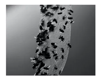 Como las moscas a la miel