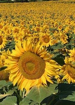 Girasoles en Dordoña
