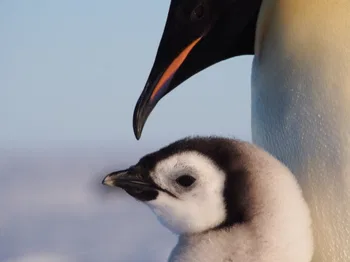 Pingüino emperador