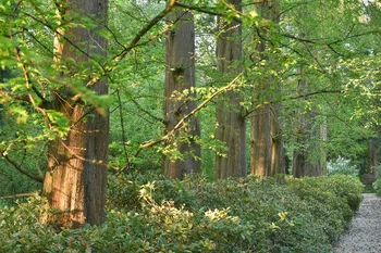 Avenida de matasequoyas en Kaldenkirchen