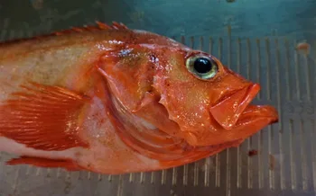 Gallineta nórdica (Sebastes norvegicus)