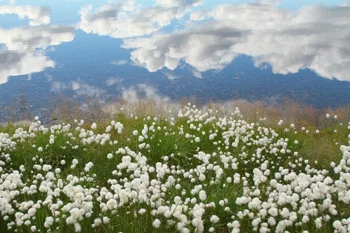 Plantación de algodón en las orillas del Bajo Ilerney (Chukchi, Rusia) 