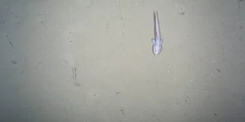 La vida en las profundidades marinas