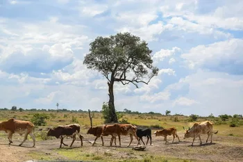 A medida que aumentan las temperaturas, las tierras de pastoreo se reducen © 2026 by Unsplash
