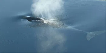 Ballena de Groenlandia © 2026 by Alfred-Wegener-Institut / Ocean Acoustics Group - AWI OZA