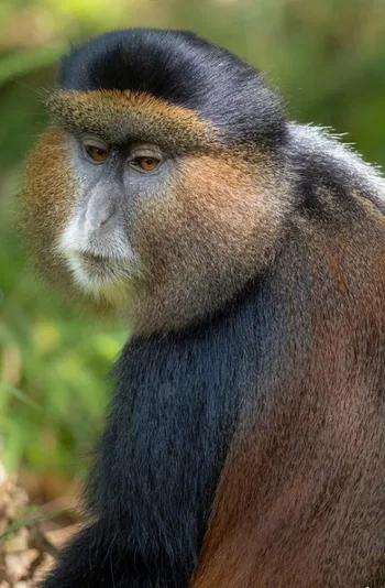 Babuíno © 2025 by Arnau Durán