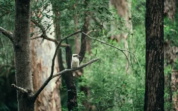 Un Kookaburra en su hábitat boscoso © 2026 by Adobe Stock/Sergei